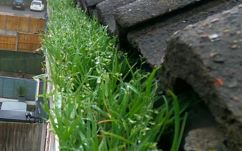 A blocked gutter in Staffordshire with grass growing out of it along the whole run, seen from the gutter vacuum camera pole